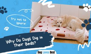 Dogs Dig in Their Beds