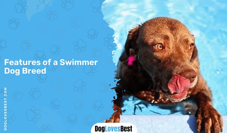 Features of a Swimmer Dog Breed