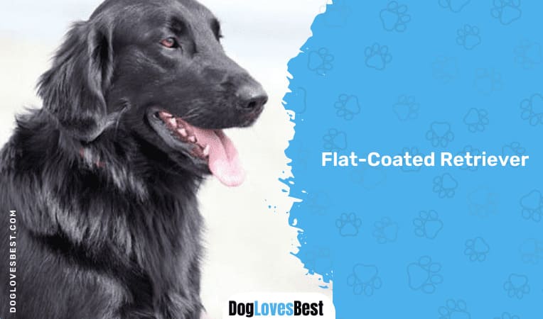  Flat-Coated Retriever