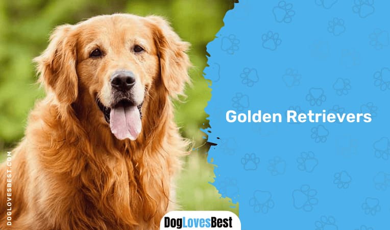 Golden Retrievers