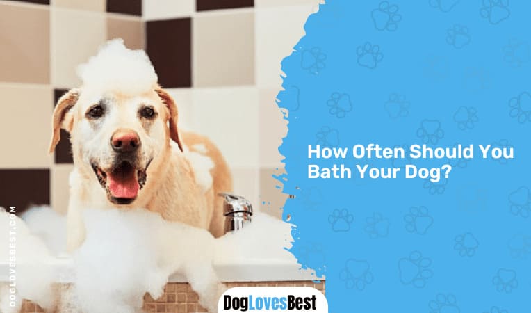 How Often Should You Bath Your Dog