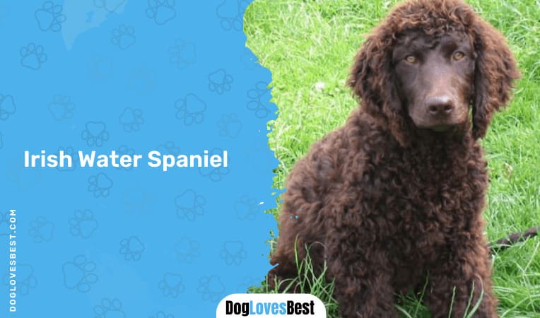 Irish Water Spaniel