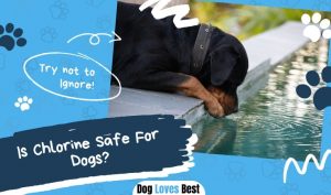 Is Chlorine Safe For Dogs