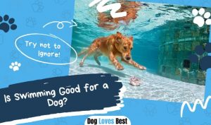 Is Swimming Good for a Dog