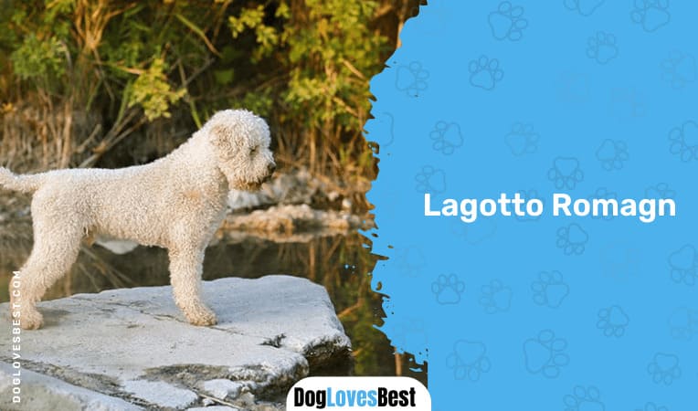 Lagotto Romagnolo