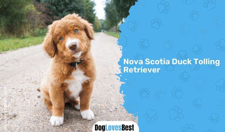 Nova Scotia Duck Tolling Retriever