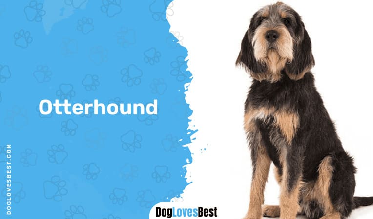 Otterhound