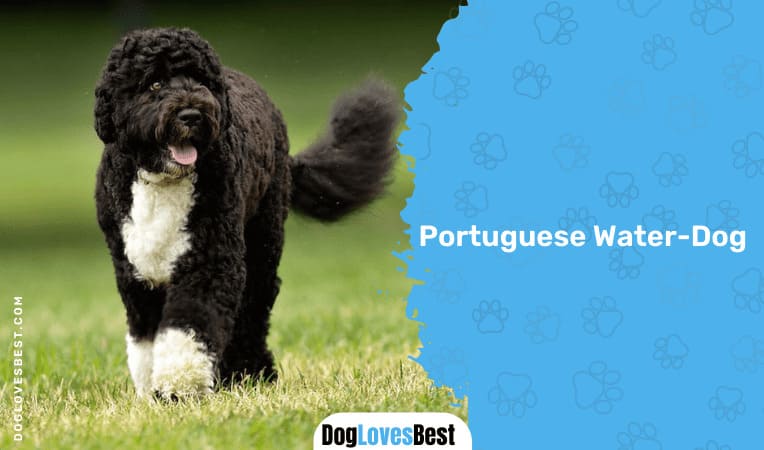 Portuguese Water-Dog