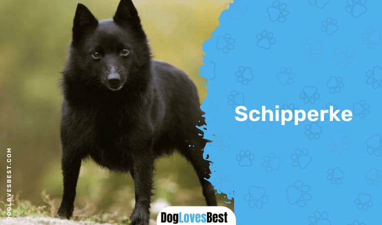 Schipperke