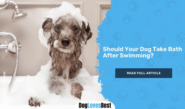 Should Your Dog Take Bath After Swimming