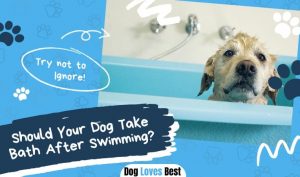 Should Your Dog Take Bath After Swimming