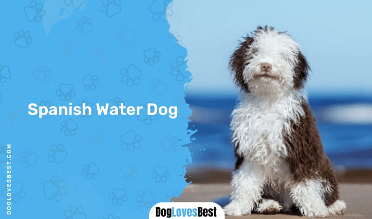 Spanish Water Dog