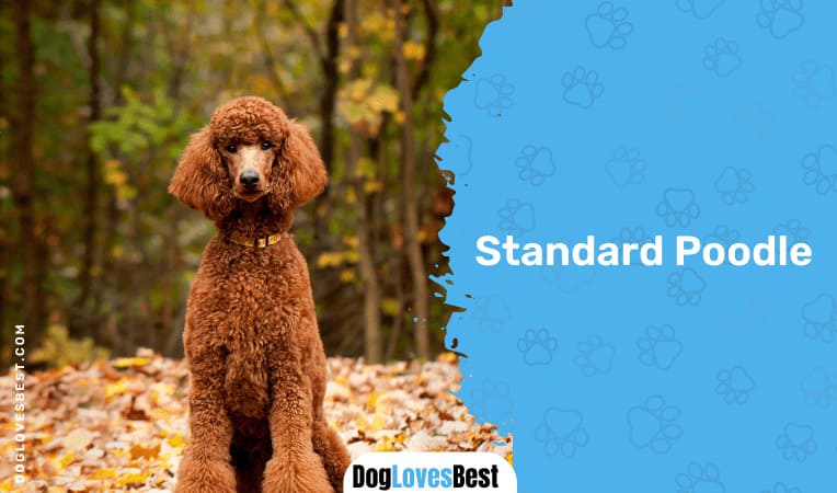  Standard Poodle