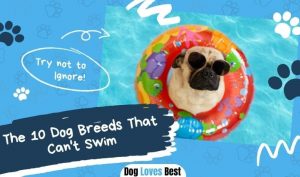 The 10 Dog Breeds That Can't Swim
