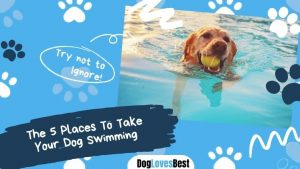 The 5 Places To Take Your Dog Swimming