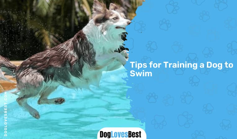 Tips for Training a Dog to Swim