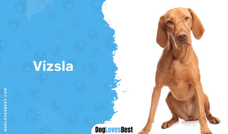 Vizsla