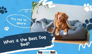 What is the Best Dog Bed