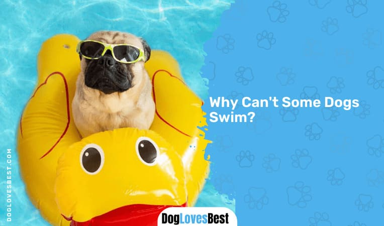 Why Can't Some Dogs Swim