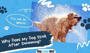 Why Does My Dog Stink After Swimming