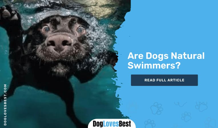 Are Dogs Natural Swimmers