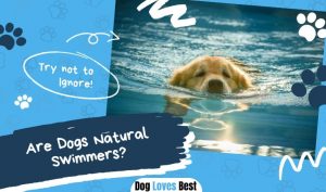 Are Dogs Natural Swimmers