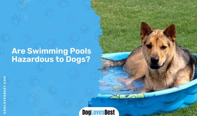 Are Swimming Pools Hazardous to Dogs