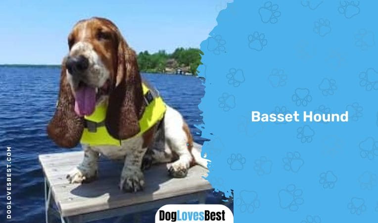 Basset Hound