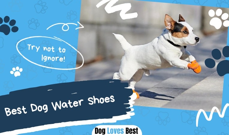 Best Dog Water Shoes