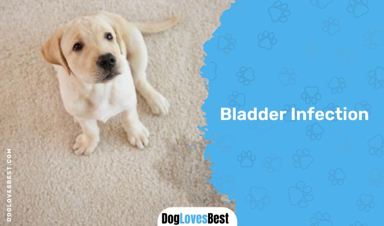 Bladder Infection