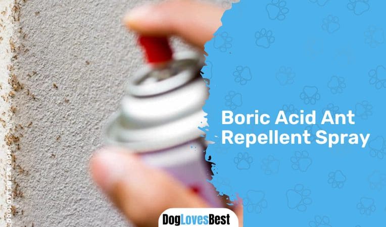  Boric Acid Ant Repellent Spray