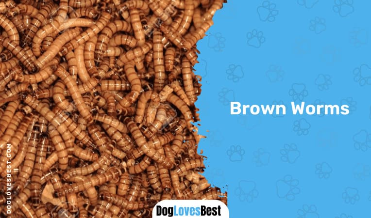 Brown Worms