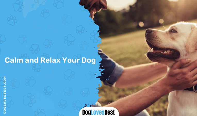 Calm and Relax Your Dog