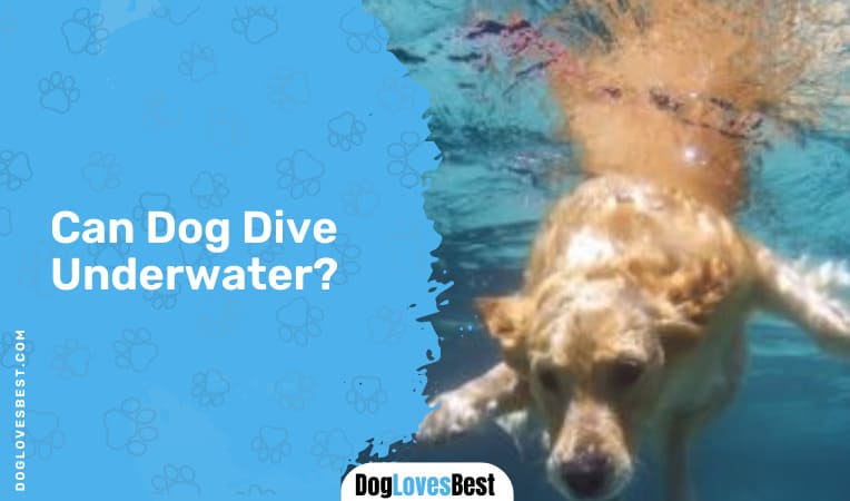 Can Dog Dive Underwater