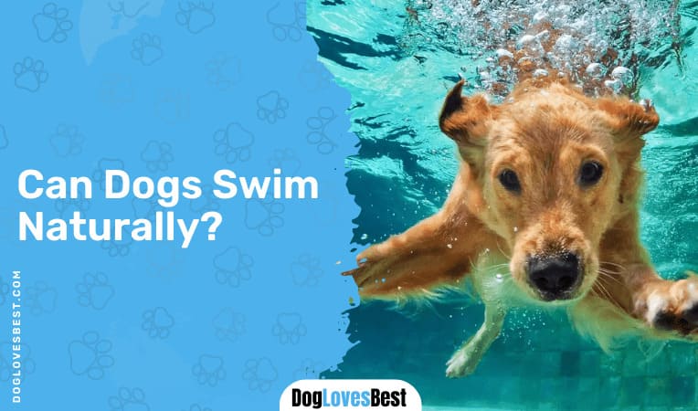 Can Dogs Swim Naturally