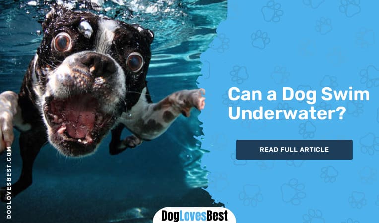 Can a Dog Swim Underwater