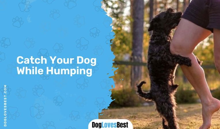 Catch Your Dog While Humping
