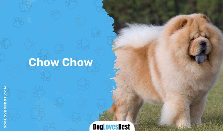 Chow Chow