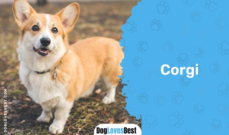 Corgi