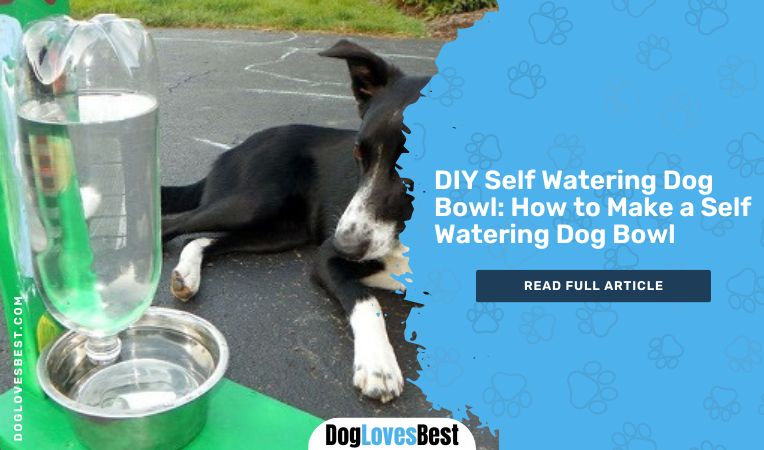 DIY Self Watering Dog Bowl: How to Make a Self Watering Dog Bowl