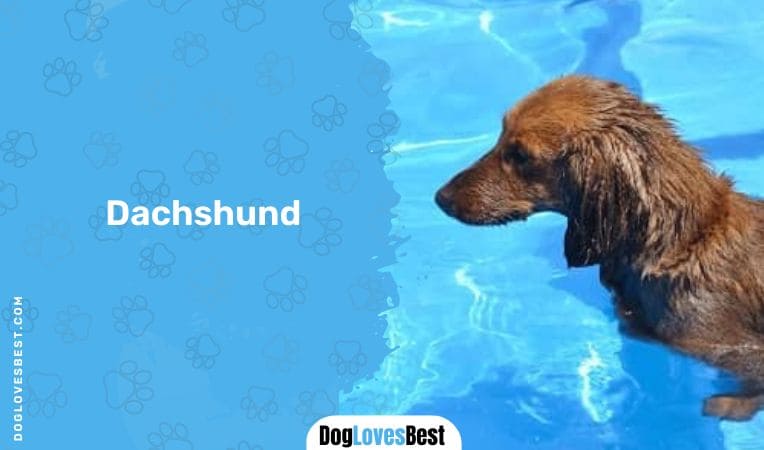 Dachshund