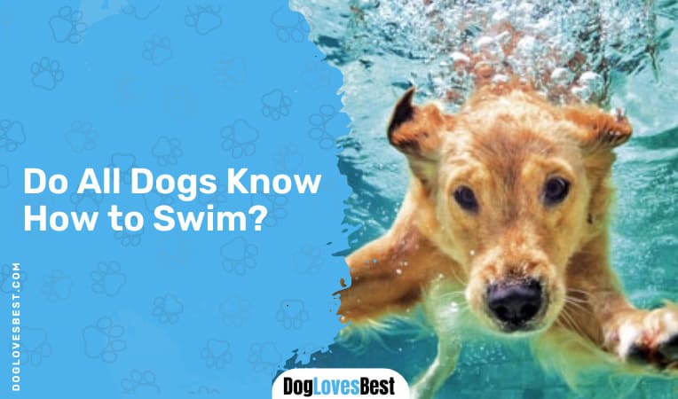 Do All Dogs Know How to Swim