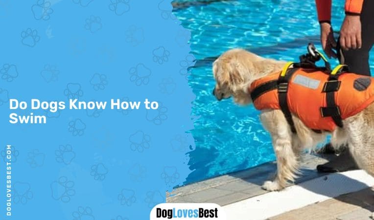 Do Dogs Know How to Swim