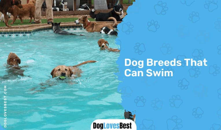 Dog Breeds That Can Swim