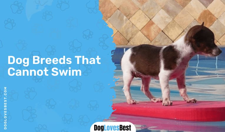 Dog Breeds That Cannot Swim