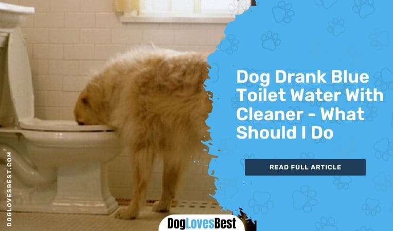 Dog Drank Blue Toilet Water With Cleaner - What Should I Do