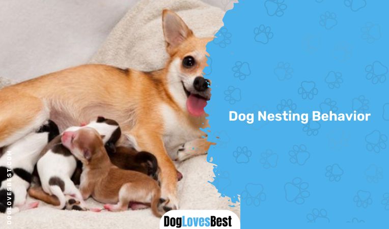 Dog Nesting Behavior