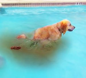 Dog Poop in the Swimming Pool