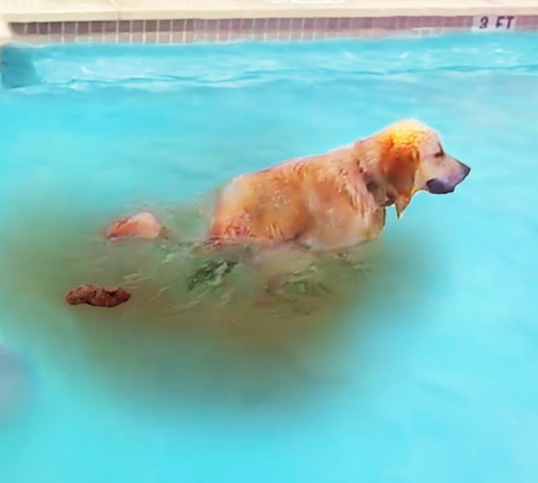 What to Do When the Dog Poops in the Pool? Dog Loves Best