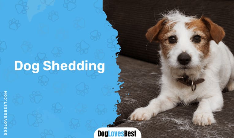 Dog Shedding